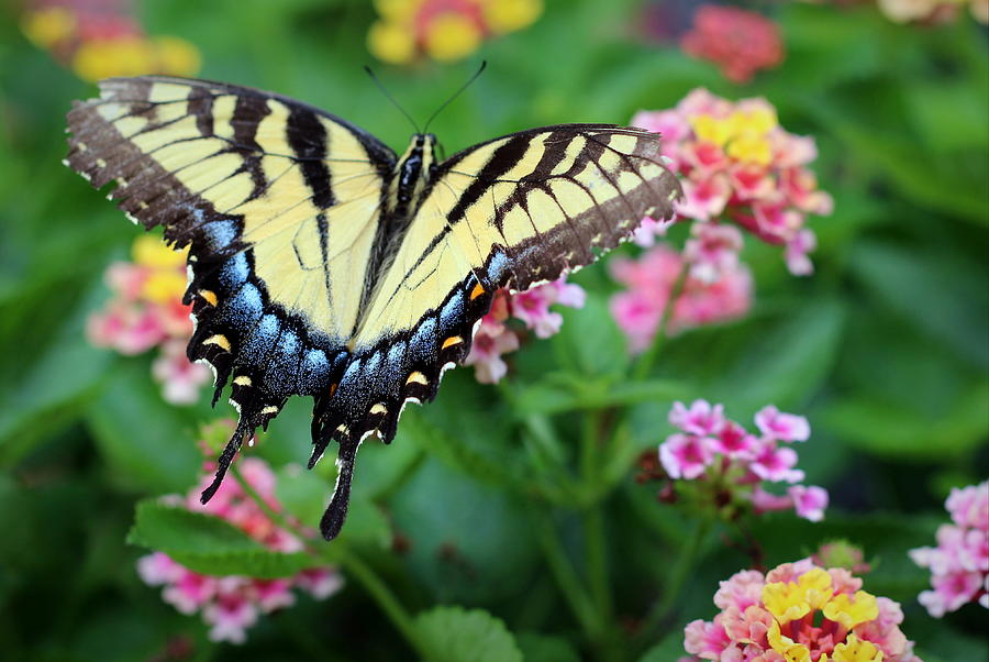 Raggedy Butterfly Photograph by Joseph Skompski