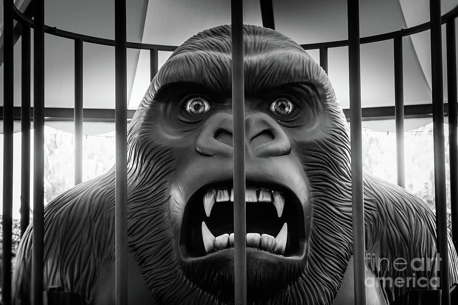 raging gorilla caged King Kong Photograph by Luca Lorenzelli