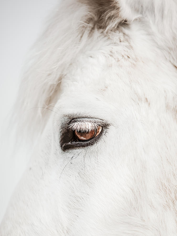 Raider II - Horse Art Photograph by Lisa Saint