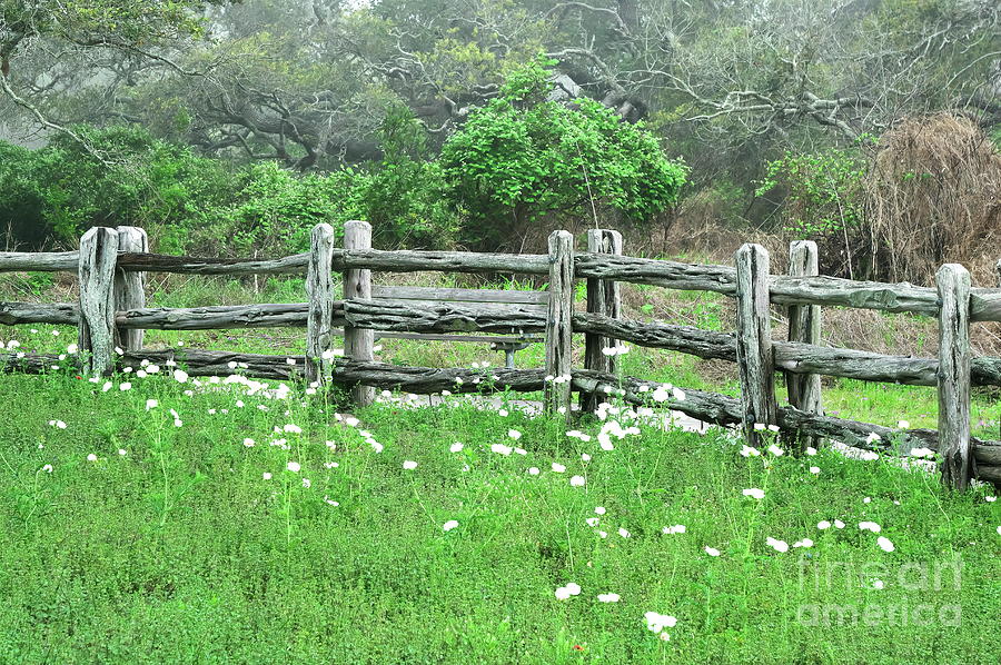 Rail Fence And Poppies Photograph
