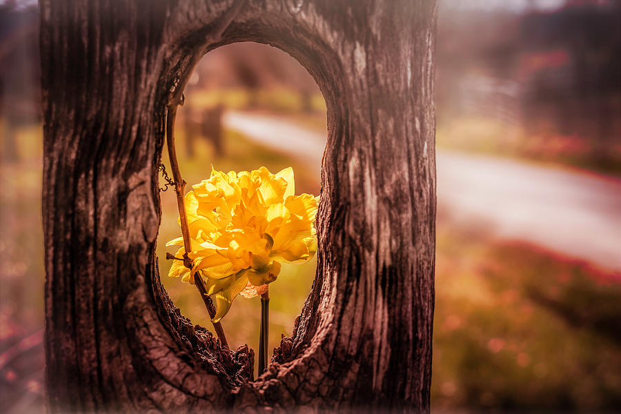Lily Photograph - Rail Slot Daffodil by Jim Love