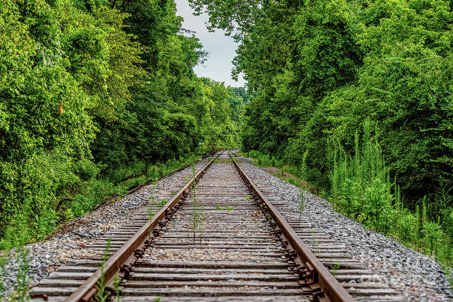 Railroad Tracks Through The Woods Photograph by Jennifer White