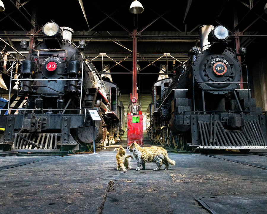 Railway Cats Photograph by Joe Doherty