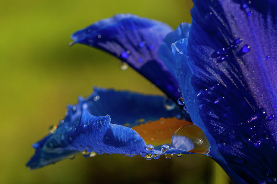 Astoria Photograph - Rain Bead on Blue Dutch Iris by Robert Potts