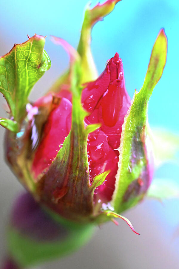 Rain Bud Photograph by Harry Banks Rain Bud Photograph by Harry Banks