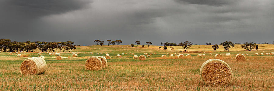 Rain Clouds Over Wheat Field Photograph by David Wilkins