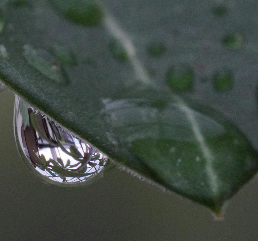 Rain drip Photograph by Dennis Dugan