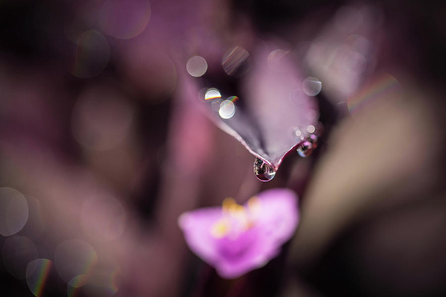 Rain Drop on Pause Photograph by Jessica Brown