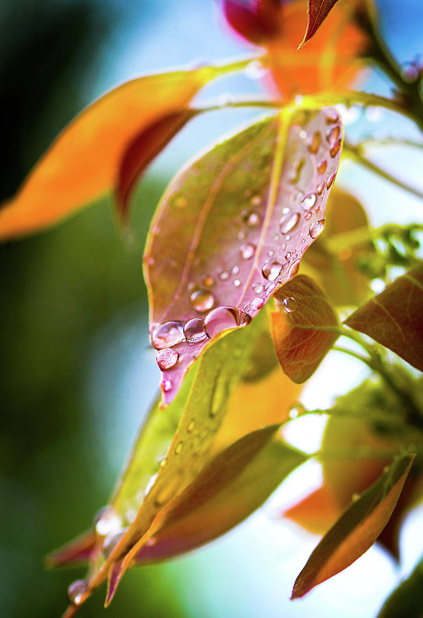 Rain Drop on Colorful Leaves Photograph by Mark Bloom