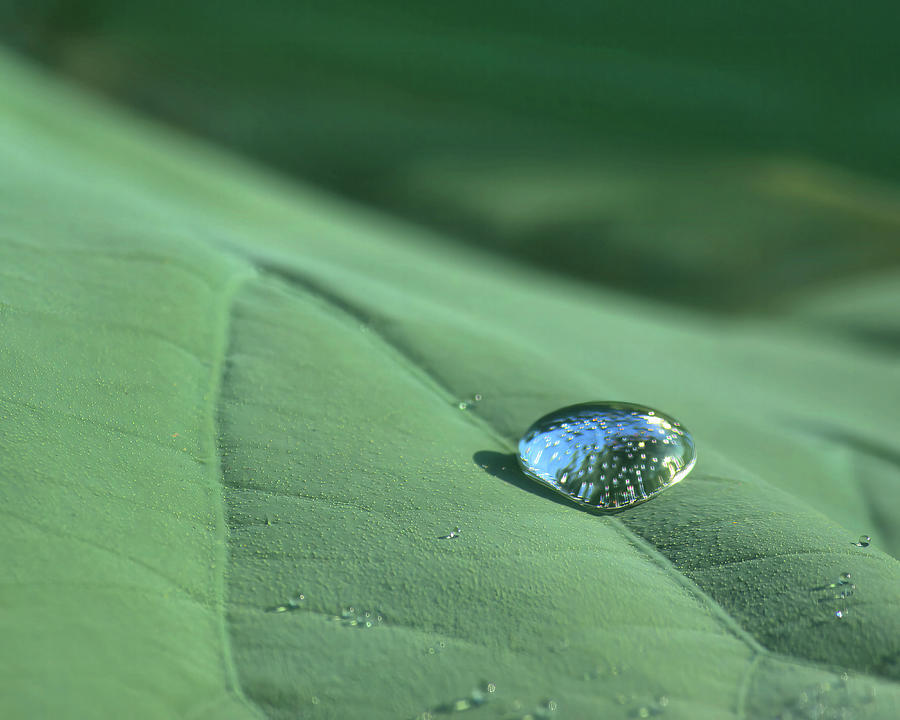 Rain drop on Lotus leaf Photograph by Buddy Scott