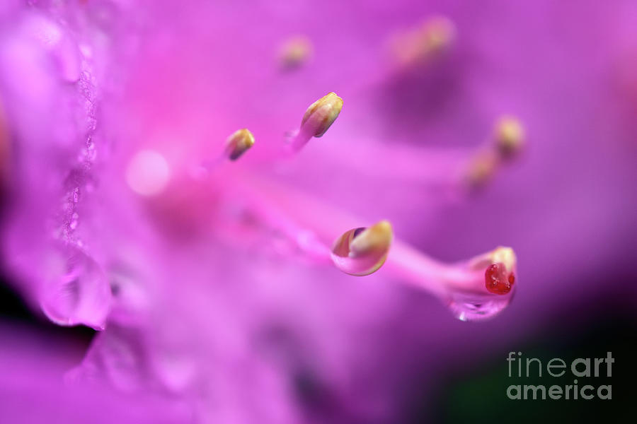 Rain Drop Rhododendron Flower Photograph by Terry Elniski