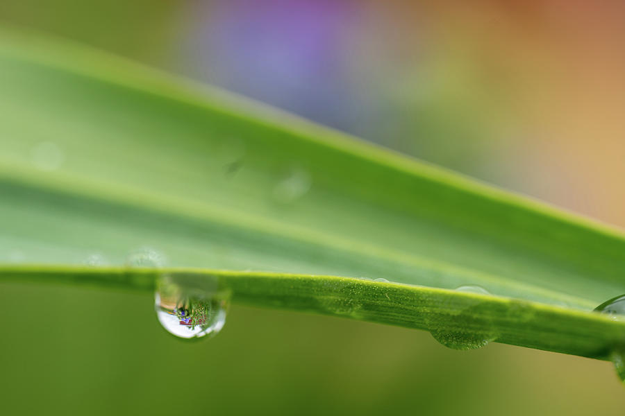 Rain Drop Turned Lens Photograph by Brooke Bowdren
