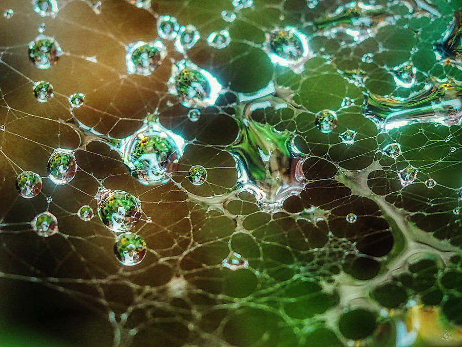 Web Photograph - Rain Drop Web by Kelly Larson