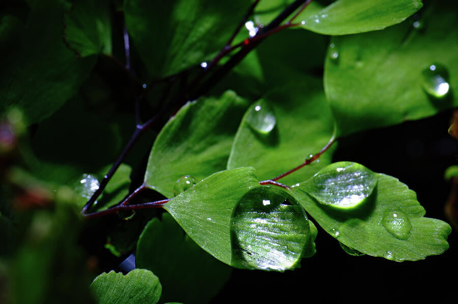 Rain Droplets and Leaves Photograph by Angelo DeVal
