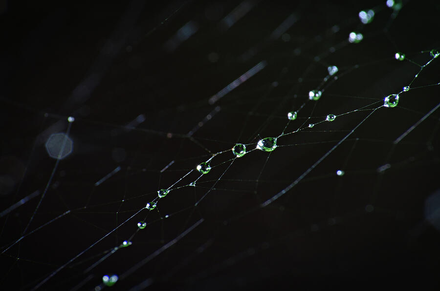 Rain Droplets Photograph by Angelo DeVal