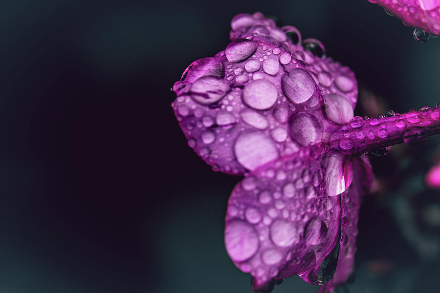 Rain Droplets On Vibrant Flower Photograph By Sarah Violette - Fine Art 