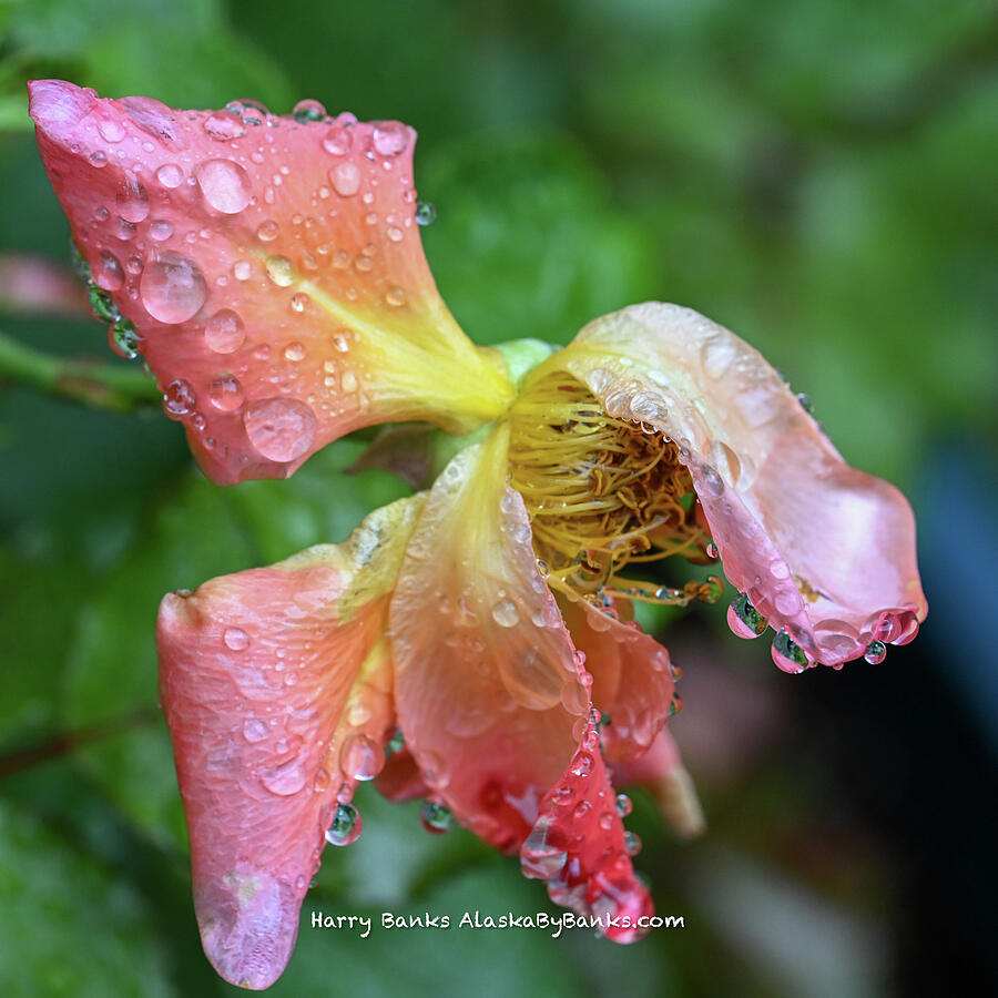 Rain Drops Photograph by Harry Banks Rain Drops Photograph by Harry Banks