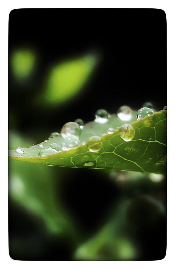 Rain drops Photograph by Heather Murphy Alfred - Fine Art America