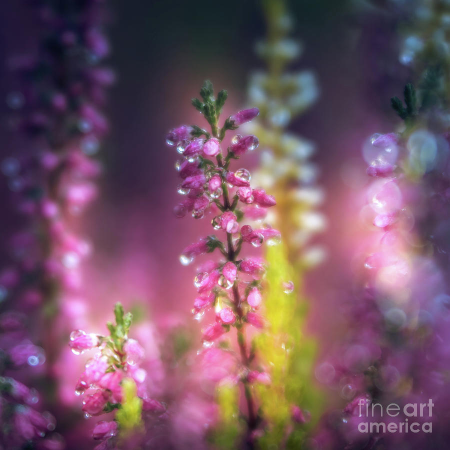 Still Life Photograph - Rain Drops II by Flo Photography Still Life Photograph - Rain Drops II by Flo Photography