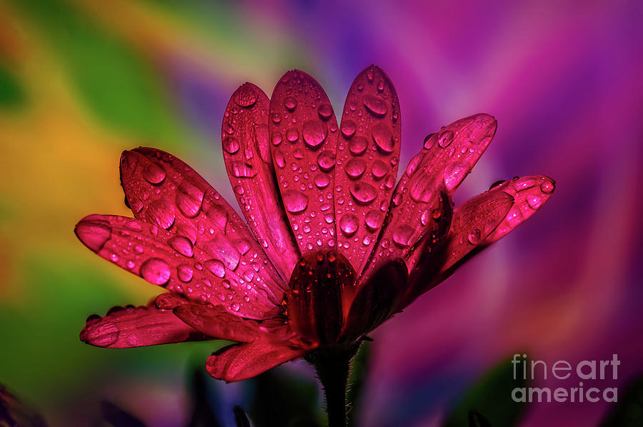 Rain Drops On A Flower Photograph by Adrian Evans