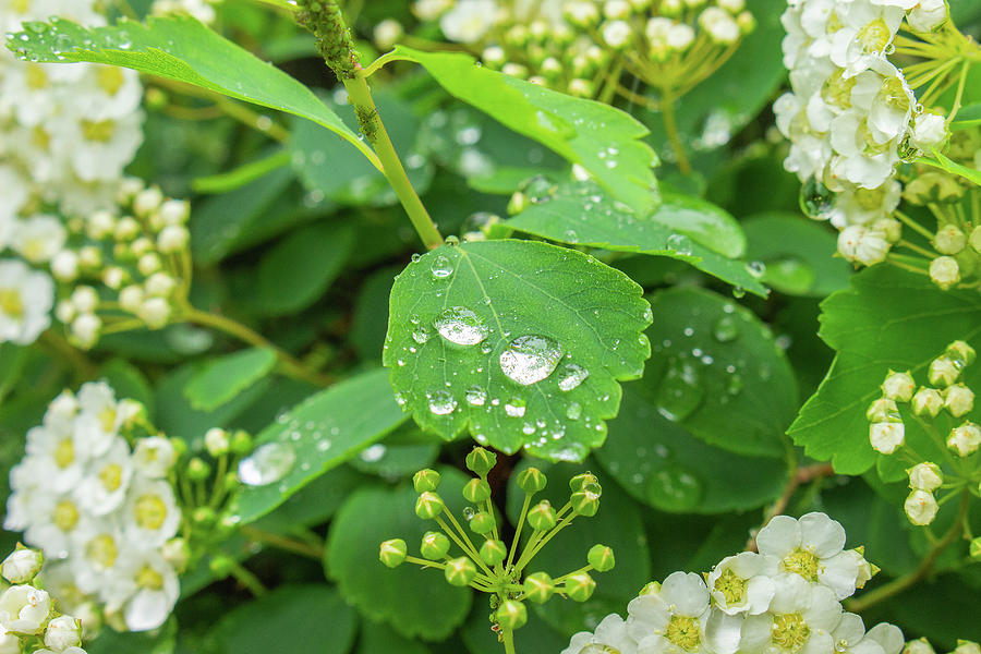 Rain Drops on a Flower Bush Photograph by Auden Johnson