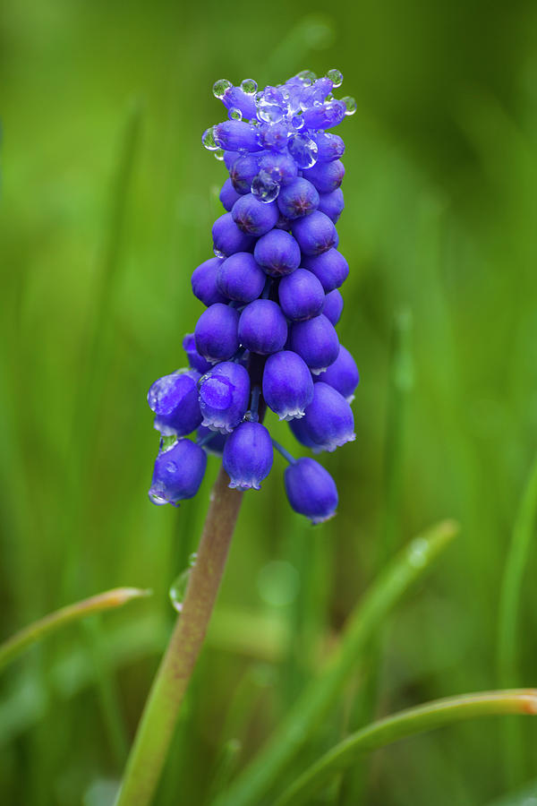 Rain Drops On A Grape Hyacinth Flower Photograph by Irwin Barrett