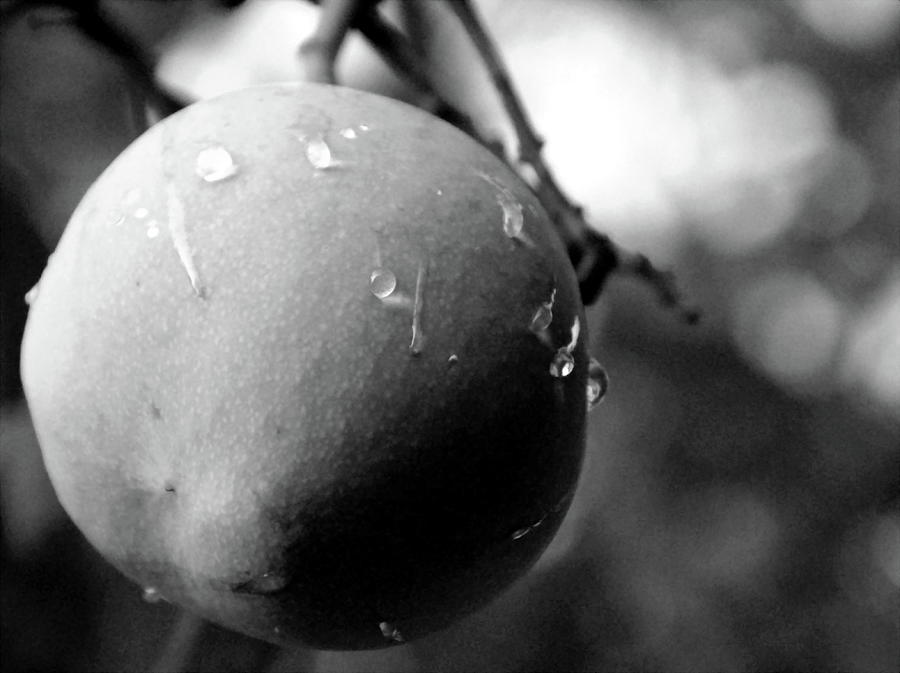 Rain Drops On A Mango Fruit Black And White Photograph