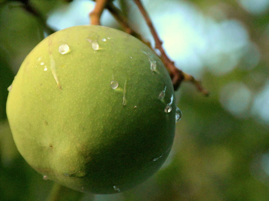 Rain Drops On A Mango Fruit Photograph