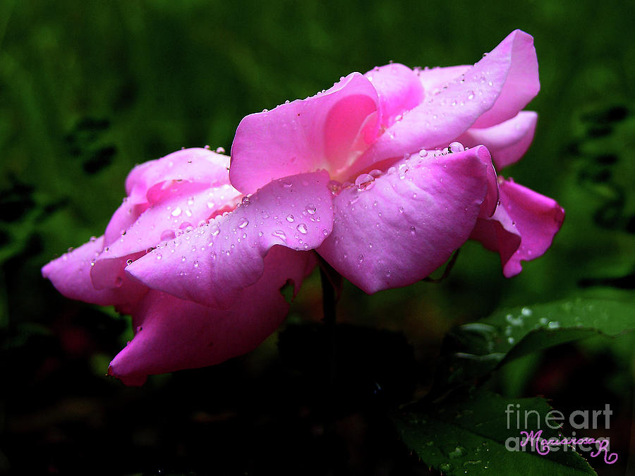 Rain Drops on a Pink Rose Photograph by Mariarosa Rockefeller