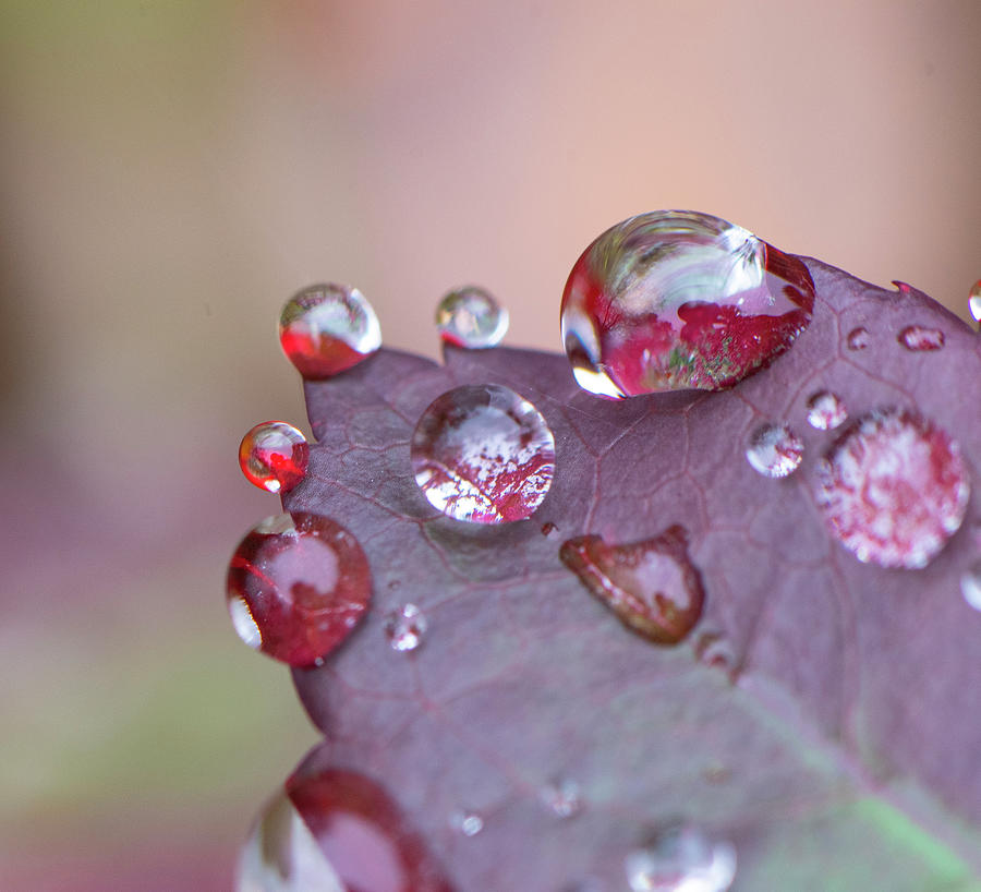 Abstract Photograph - Rain Drops On A Red Leaf by Phil And Karen Rispin