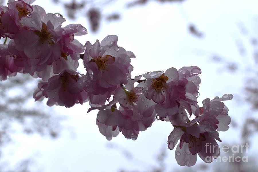 Raindrops on Cherry Blossoms Photograph by Stefania Caracciolo