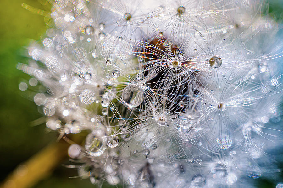 Rain drops on dandelion Photograph by Lilia D