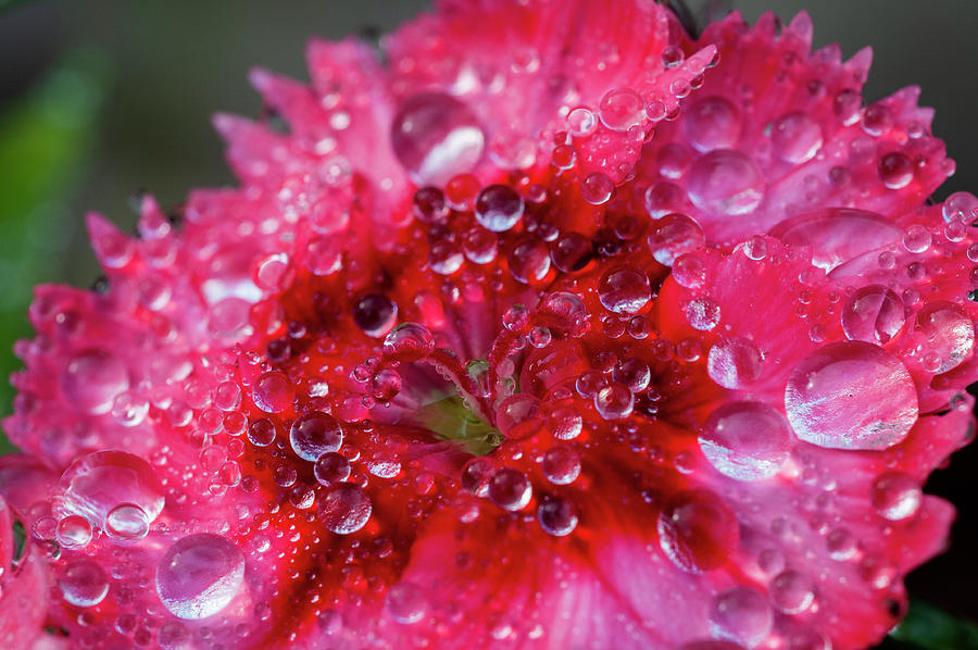 Astoria Photograph - Rain Drops on Dianthus by Robert Potts