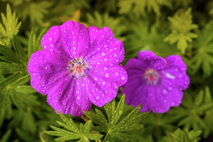 Rain Drops on Flowers Photograph by Lilia S