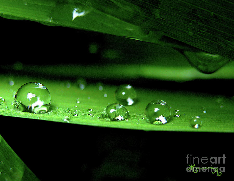 Rain Drops on Grass Photograph by Mariarosa Rockefeller