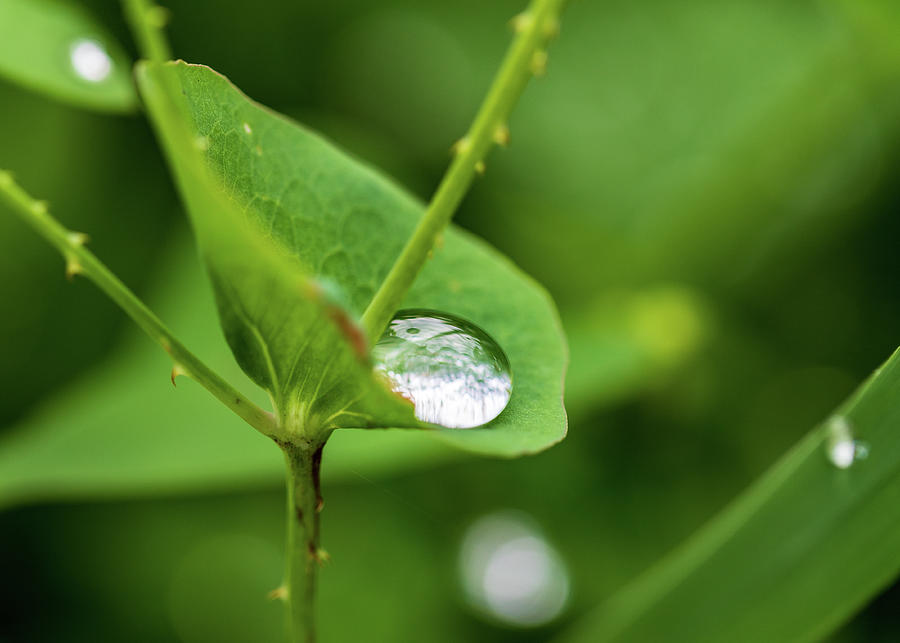 Rain Drops On Green Leaves Photograph by Amelia Pearn