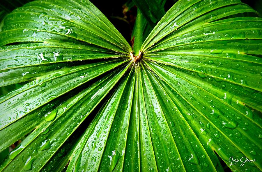 Rain Drops on Green Photograph by Lori Seaman