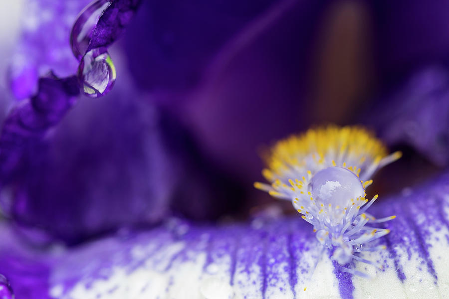 Rain Drops on Iris Photograph by Robert Potts