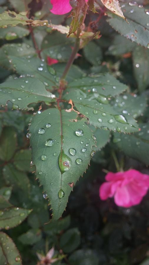 Rain Drops on leaf Photograph by Meagan Sheaves - Fine Art America