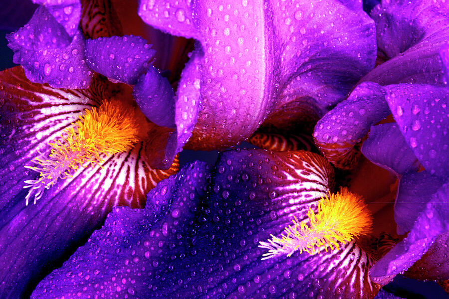 Rain drops on pair of Bearded Iris - 0565 Photograph by Paul W Faust - Impressions of Light