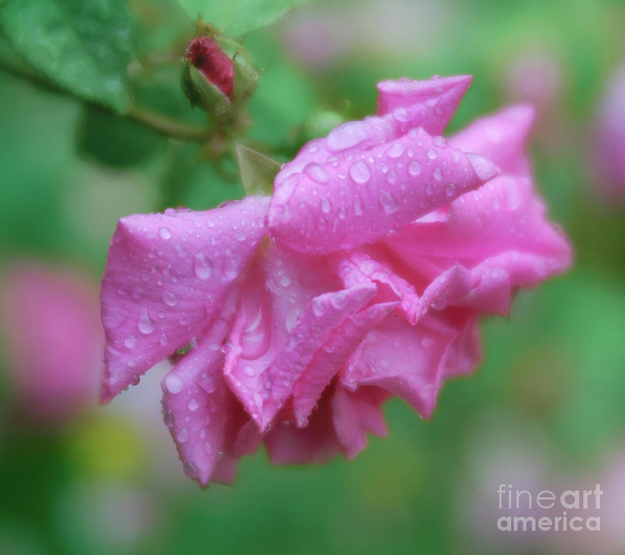 Rain Drops On Roses Photograph