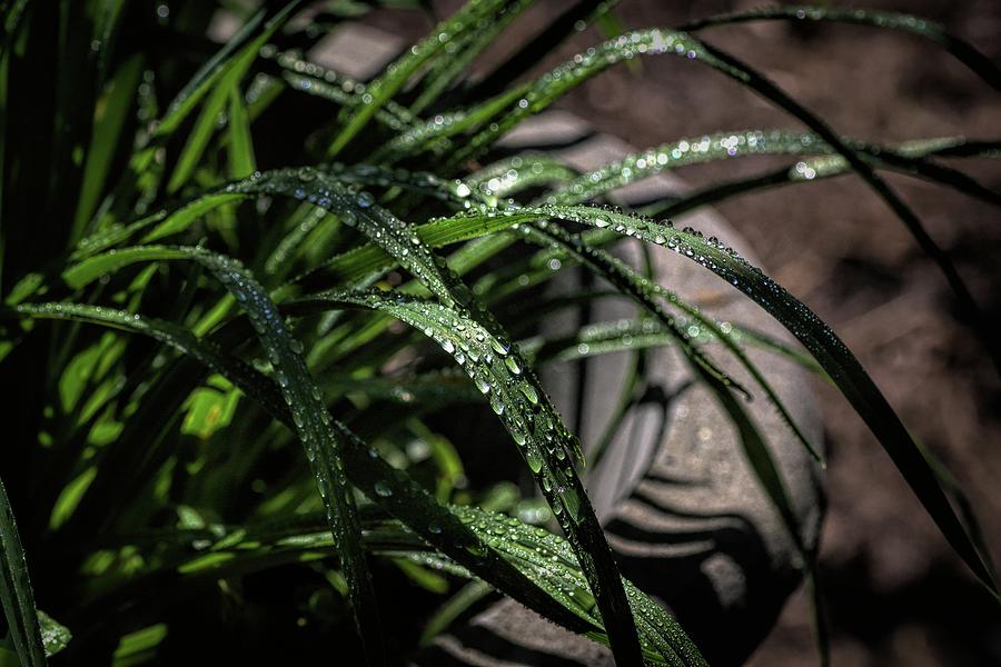 Rain Drops on thin Day Lily leaves Digital Art by Ed Stines