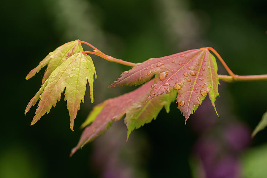 Rain Drops on Vine Maple Leaves Photograph by Robert Potts
