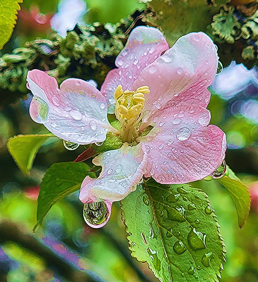Rain Flower Photograph by Fred Bailey