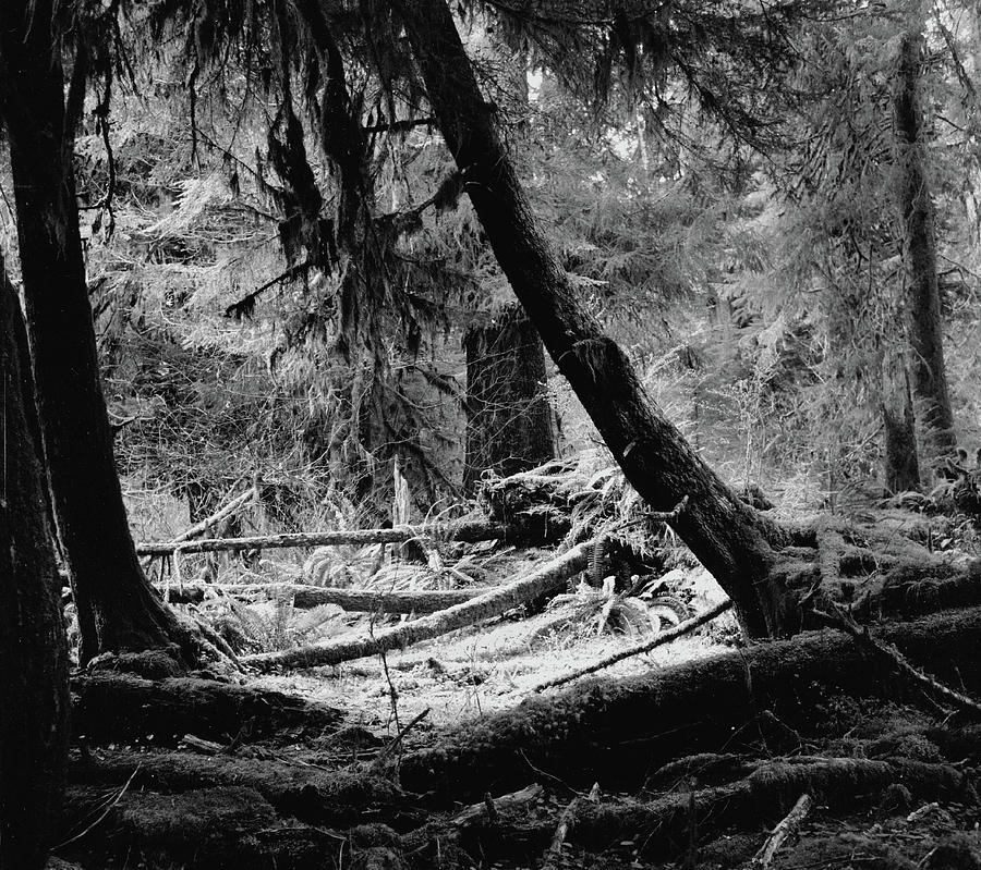 Rain Forest at Olympia National Forest, Washington USA Photograph by Edward Shotwell Rain Forest at Olympia National Forest, Washington USA Photograph by Edward Shotwell