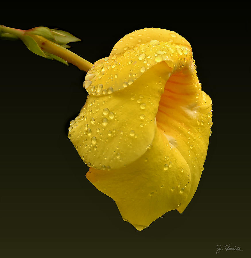 Rain Forest Flower Photograph by Joe Bonita