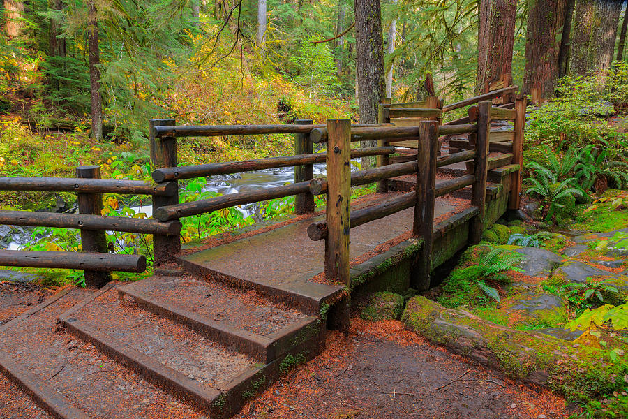 Rain Forest in Oregon Photograph by Aiisha5