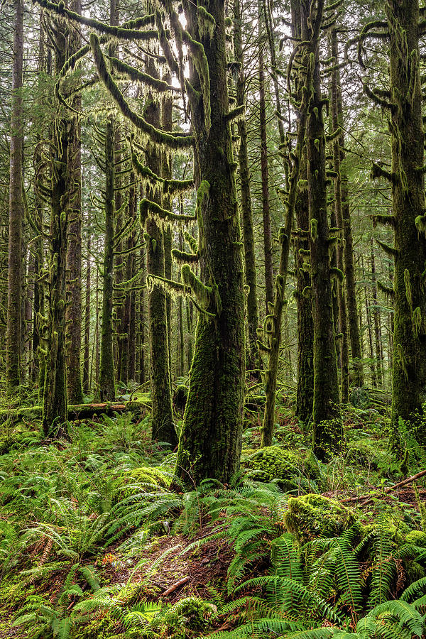 Rain Forest of Golden Ears Photograph by Pierre Leclerc Photography