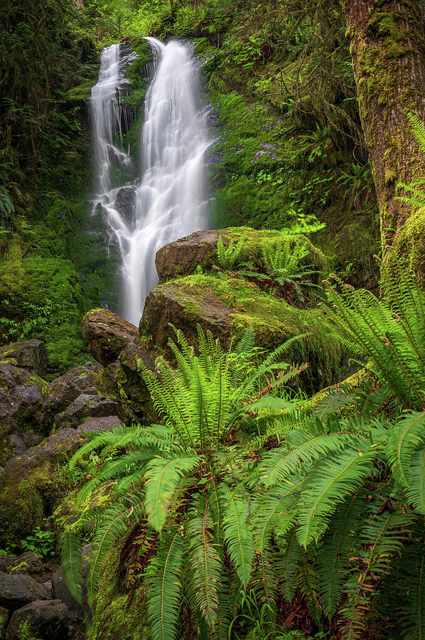 Rain forest waterfall Photograph by Robert Miller