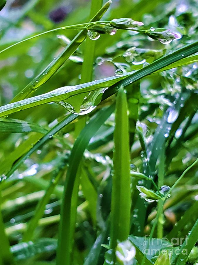 Rain In The Grass Photograph By Emily Truitt Fine Art America 8720